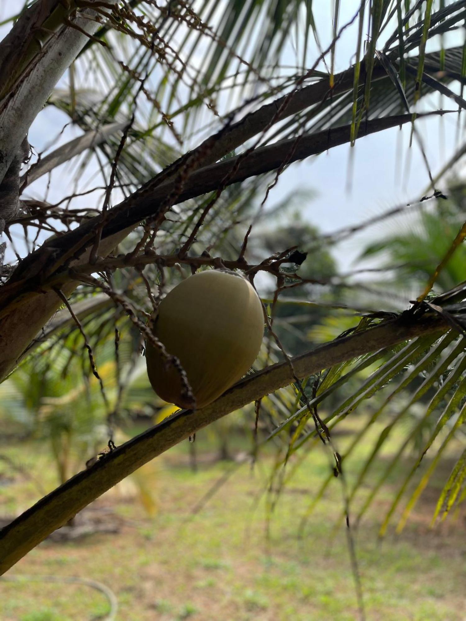 Calm Shack - 2 Bedroom-Boutique Farm Stay Munnar Luaran gambar